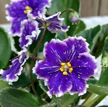 Фиалки и глоксинии: 🌱🌺🌱 Продаю сортовые ДЕТКИ стандартных, трейлерныхмини и полумини — 9