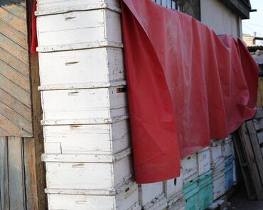 Товары и оборудование для с/х животных: Ульи около 45 комплектов. Рутовская система, корпусные, пригодны для — 11