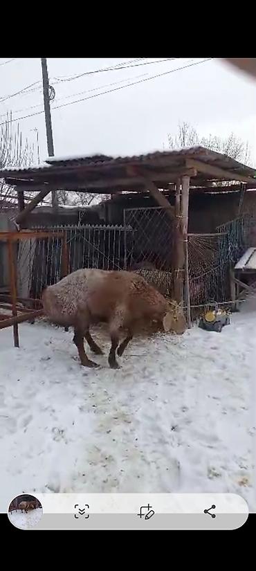 Баран, овца: Продаю | Баран (самец) | На забой | Племенные — 2