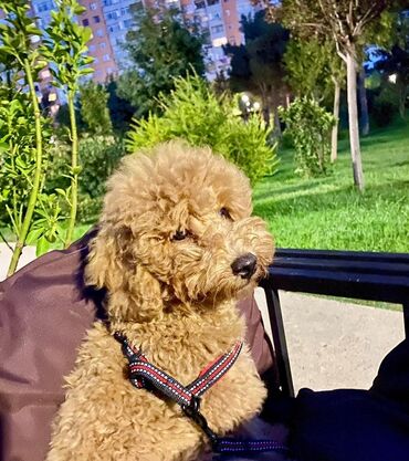 Gəmiricilər: Pudel, 2 il, Erkek, Cütləşmə üçün