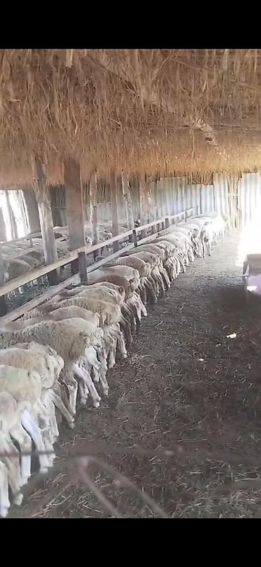 kənd toyuqlarının satışı: Beyləqan quzuları satılır hər cür çəki mövcuddur 150 ədəddir ən azı 50 — 8