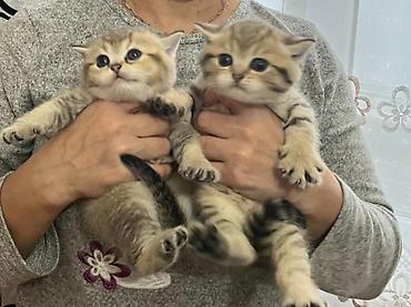 Pişiklər: Britan — 6