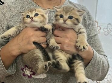 Pişiklər: Erkək, Dişi, Yaxşı əllərə, Rayonlara çatdırılma, Ünvandan götürmə, Ödənişli çatdırılma — 10