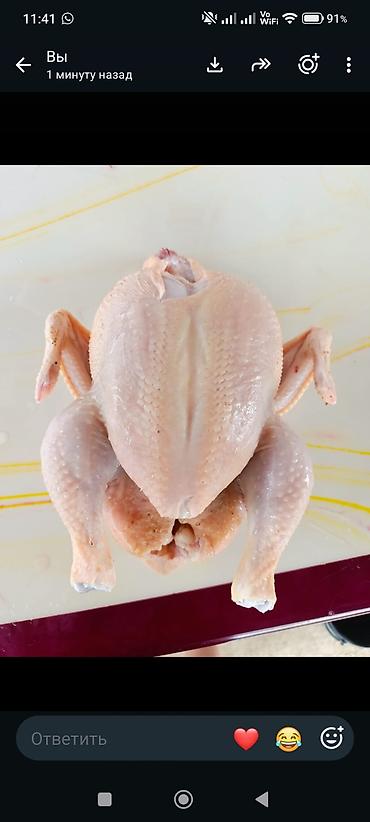 уй жаныбары: 🐔 Домашние бройлерные куры в наличиии под заказ 🐔🔥 Цена: *350 — 1