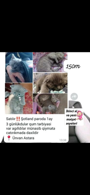 baki heyvan satisi: Britan, Erkək, Dişi, Yaxşı əllərə, Ödənişli çatdırılma lalafo.az -da baki heyvan satisi: Britan, Erkək, Dişi, Yaxşı əllərə, Ödənişli çatdırılma