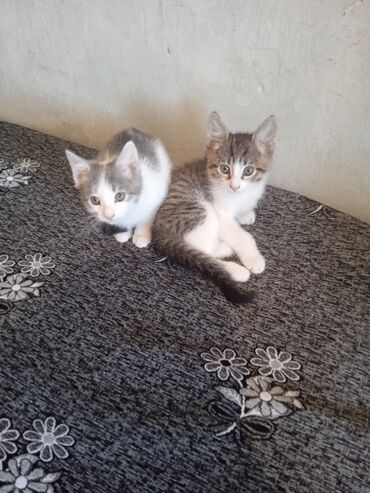 веслоухий кошка: Мышык бекер берилет: Породасыз, 2 айлык, Эркек, Лотокко барууга үйрөтүлгөн