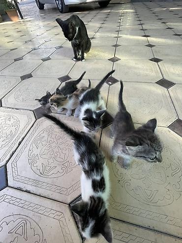 котята норвежской лесной кошки: Очаровательные котята от домашней кошки - Помет из нескольких — 4