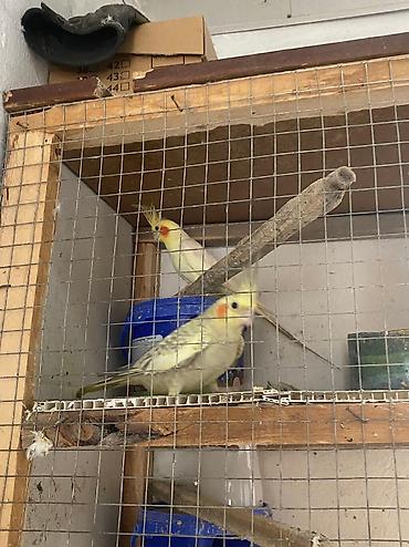 papuqay sesi: Gözəl Papuqaylar Satılır! Təsvir: sağlıqlı, rəngarəng və aktiv — 2