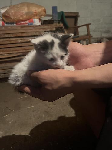 Продажа кошек: Бесплатно. - Трёхцветные (черно-рыже-белые) с выразительными — 7