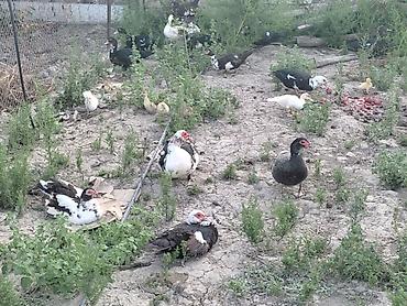 quşlar: Lal kuban Pekin kayuqa pinqivin oreylermiz varmzdr isdyən buyrub elqe — 1