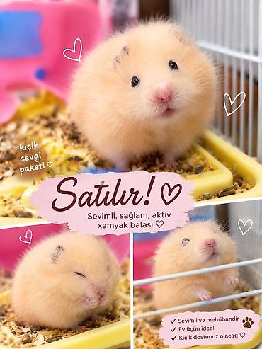Gəmiricilər: Çox şirin və baxımlı hamsterdir. Qəfəsi ilə birlikdə satılır — yəni — 2