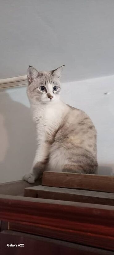 стрижка кошек с выездом на дом: Кошечка в добрые, надежные руки🙌🏻 Возраст примерно 7-8 месяцев Чистая