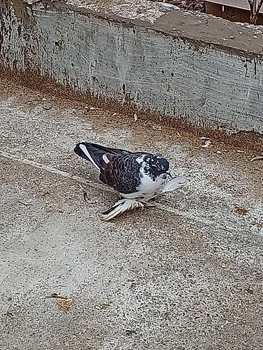 qizil qus: Cins: Bəzəkli göyərçin (saçsaqqallı/çüt pəncəli, lələkli pəncələr) — 2