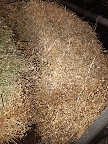 форель корм: Солома саван Арпа,продаю 120 тюков свежая хорошо спрессованная плотная