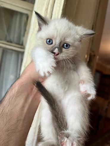 Pişiklər: Britan — 2