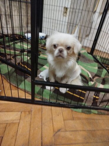 Pişiklər: Pekines