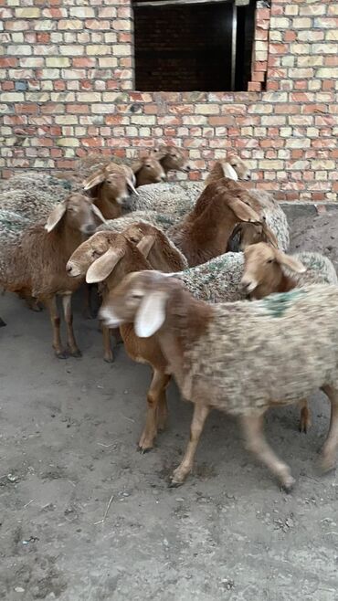 Бараны, овцы: Продаю | Овца (самка) | Арашан | Для разведения | Матка — 6