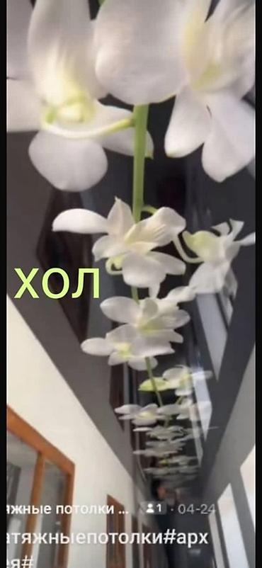 Натяжной потолок: Натяжной потолок Глянцевое Бесплатная консультация at lalafo.kg — 51 Натяжной потолок: Натяжной потолок Глянцевое Бесплатная консультация — 51