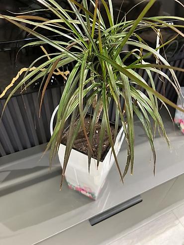 Аглаонемы: Аглаонема (Aglaonema) с вариегатной листвой — крупные — 84