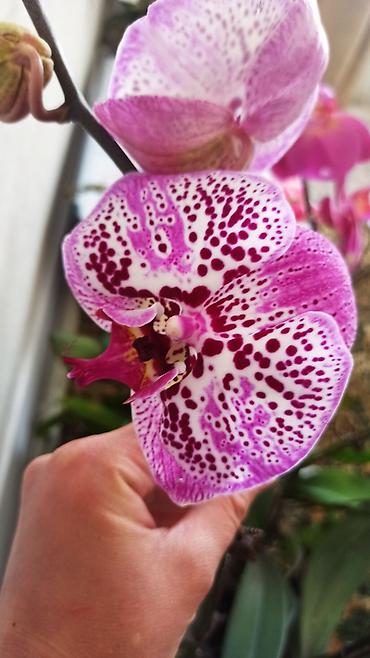 Орхидеи: Орхидея фаленопсис Особенности: - Крупные цветки классической формы — 4