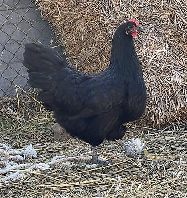 Toyuqlar: Toyuq, Australorp, Damazlıq — 12
