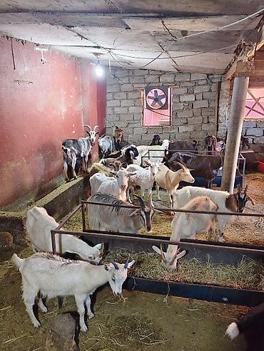 keci heyvan: Heyvandarlıq üçün keçilər sürüsü - Növlər: müxtəlif rəng və cinsli — 3