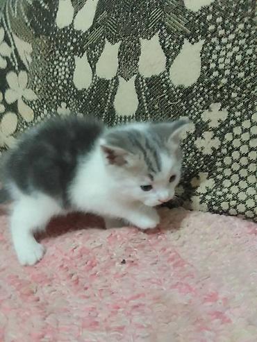 сколько стоят шотландские кошки: Котёнок домашний, короткошёрстный, окраса бело-серый (пятнистый) — 1