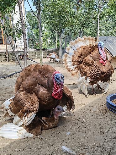 Hinduşkalar: Erkək, Holland, Yumurtalıq, Ünvandan götürmə — 10