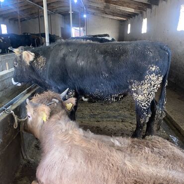 Коровы, быки: Продаю | Бык (самец) | Швицкая, Алатауская | На откорм, На забой, Для разведения — 10