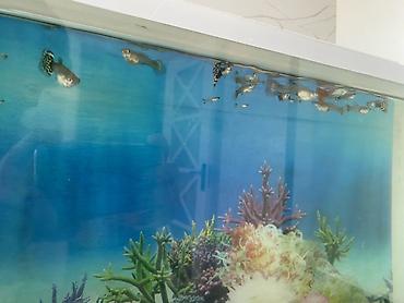 dəniz donuzu qiyməti: Dördbucaq akvarium, Balıqlarla birlikdə, 20 l, Ünvandan götürmə — 4