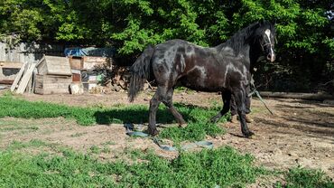 Лошади, кони: Продаю | Кобыла (самка) | Племенные