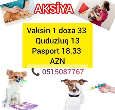 аксессуары и одежда для собак: Vaksin 1 doza 33 Quduzluq 13 Pasport 18.33 Viruslarin bu qədər cox