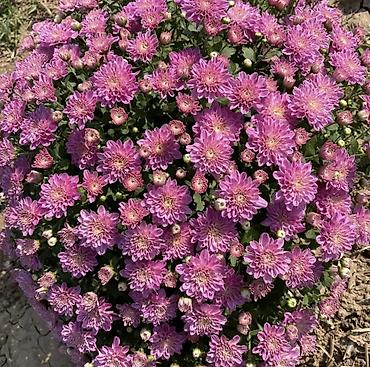 Хризантема: Продается хризантема мультифлора и корейская. Подростки. По 80 сом — 13