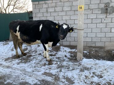 подработка токмак: Продаю | Корова (самка) | Голштин | Для молока