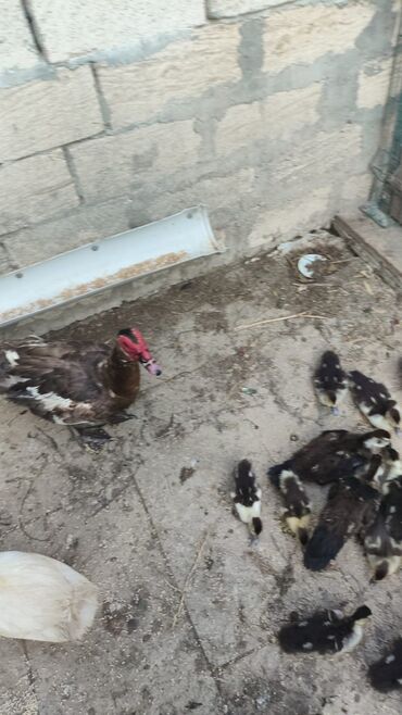 satiliq inekler: 2 eded erkey lal ordek satilir, 1 ededi 40 azn bilgeh qesebesi