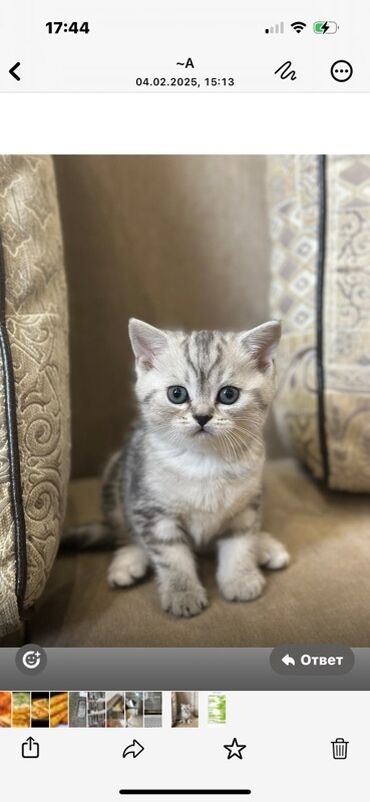 шотландская вислоухая лиловая кошка: Британ кыска жүндүү, 5 айлык, Эркек, Күмүш өңдүү шиншилла, Лотокко барууга үйрөтүлгөн, Курттардан тазаланган, Документтери менен