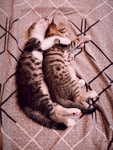 kosk isi: Отдаём в добрые руки🐱 — 1