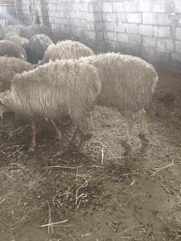 Грызуны: 17 erkey 13 disi Kom satlir qiymet hamsina aydi Unvan Abşeronun