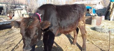Коровы, быки: Продаю | Тёлка, Музоо, торпок | Абердин-ангус | На откорм | Искусственник — 8