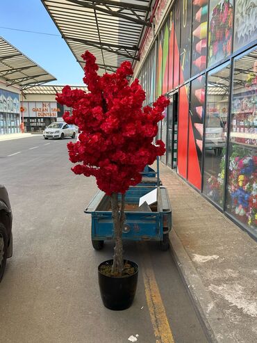 Ağaclar: Depodan bir basa satis 70azn baslayan dekarativ suni agaclar topdan — 19