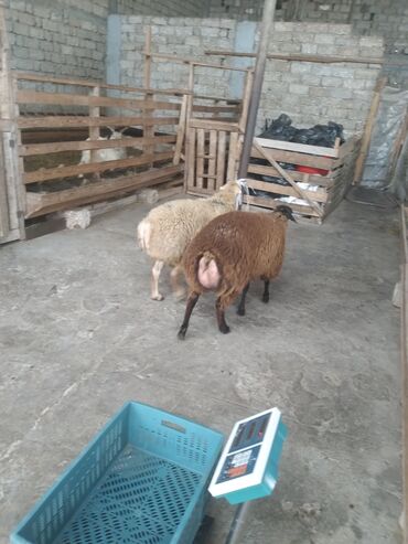 Qoyunlar, qoçlar: Saxlama şəraitində bəslənən damazlıq qoyunlar və quzular. - Növlər — 3