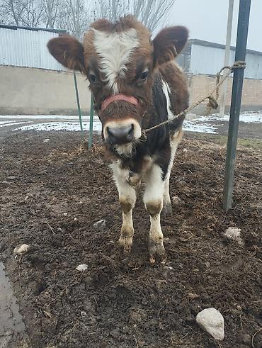 Коровы, быки: Продаю | Музоо, торпок | Полукровка | На откорм | Привязанные — 3