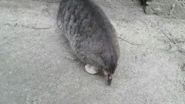 Dişi