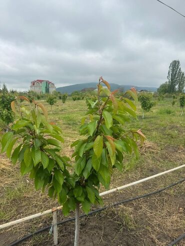 Bağ evlərinin kirayəsi: Şüşəbəndli bağ evi – istirahət və tədbirlər üçün rahat məkan - Geniş — 20