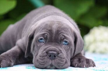 Psi: Ako tražite vernog člana porodice, obratite se nama i postanite — 7