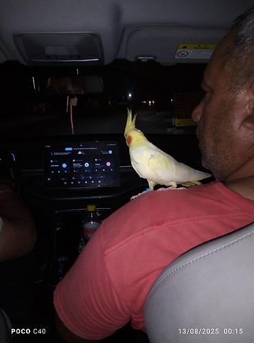 gence quşlar: Nimfa (cockatiel) tutuquşu – sarı-qonur çalarında, başda xas quyruqlu — 1