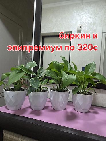 алоказия: Алоказия (Alocasia ‘Polly’) в декоративном белом кашпо - Эффектные — 8