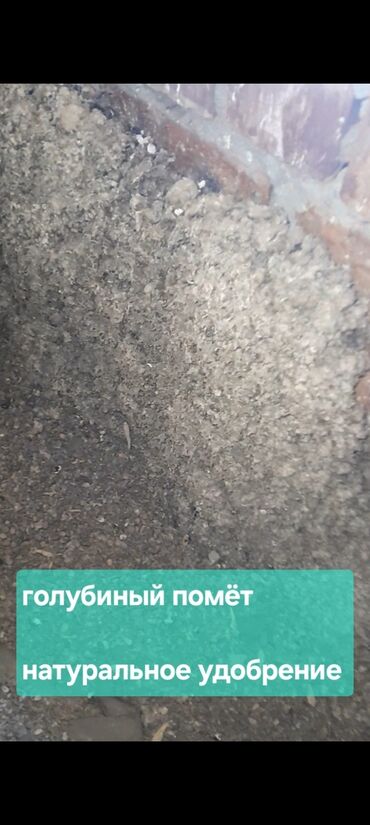 железный купароз: Жер семирткич Куштун кыгы, Өзү алып кетүү