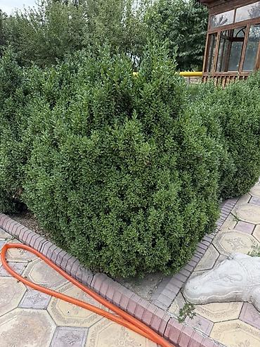молочай миля: Самшит вечнозелёный (Buxus sempervirens) — взрослые кусты для живой — 8