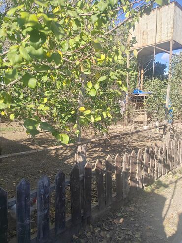 xacmazda satilan evler 2019: 16000 sot, Kənd təsərrüfatı